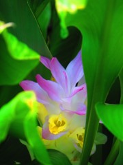 夏の思い出　名を知らぬ花