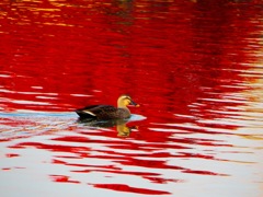 紅葉が映る水面2