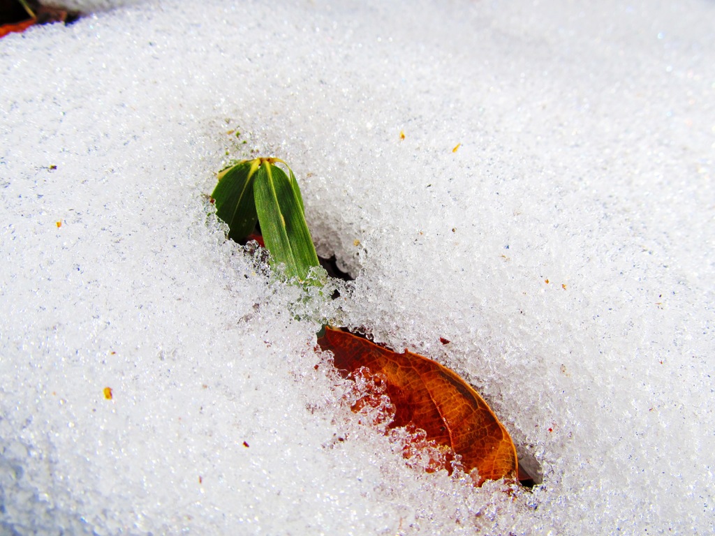 雪に埋もれて