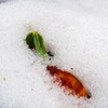 雪に埋もれて