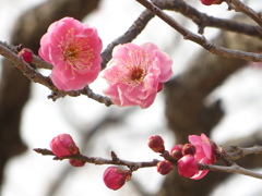 梅の花