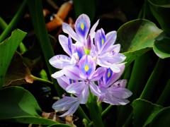 沖縄で見た花　密やかでも華やか