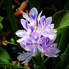 沖縄で見た花　密やかでも華やか