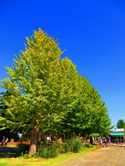 ひたち海浜公園
