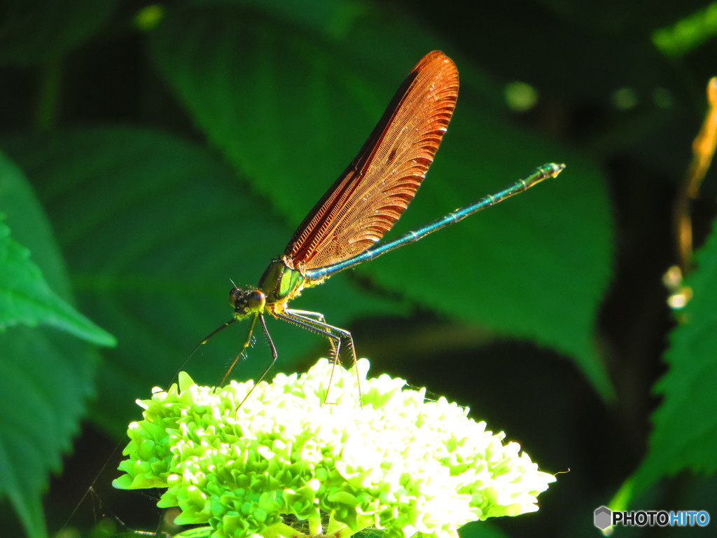 カワトンボ（紫陽花）