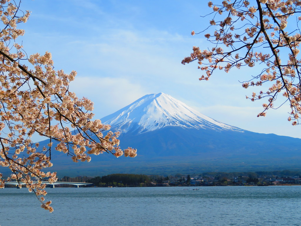 富士山と桜