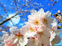 sakura 2