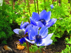 アネモネ　輝き