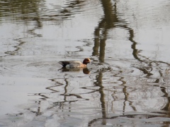水辺の鳥Ⅱ