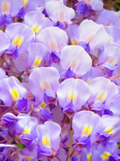 藤の花　紫