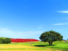 コキアの丘