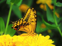 夏の思い出　アゲハチョウ２