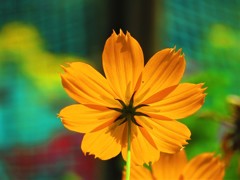 夏の花　５