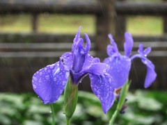 雨の日　紫