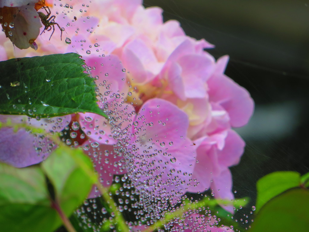 蜘蛛からの贈り物