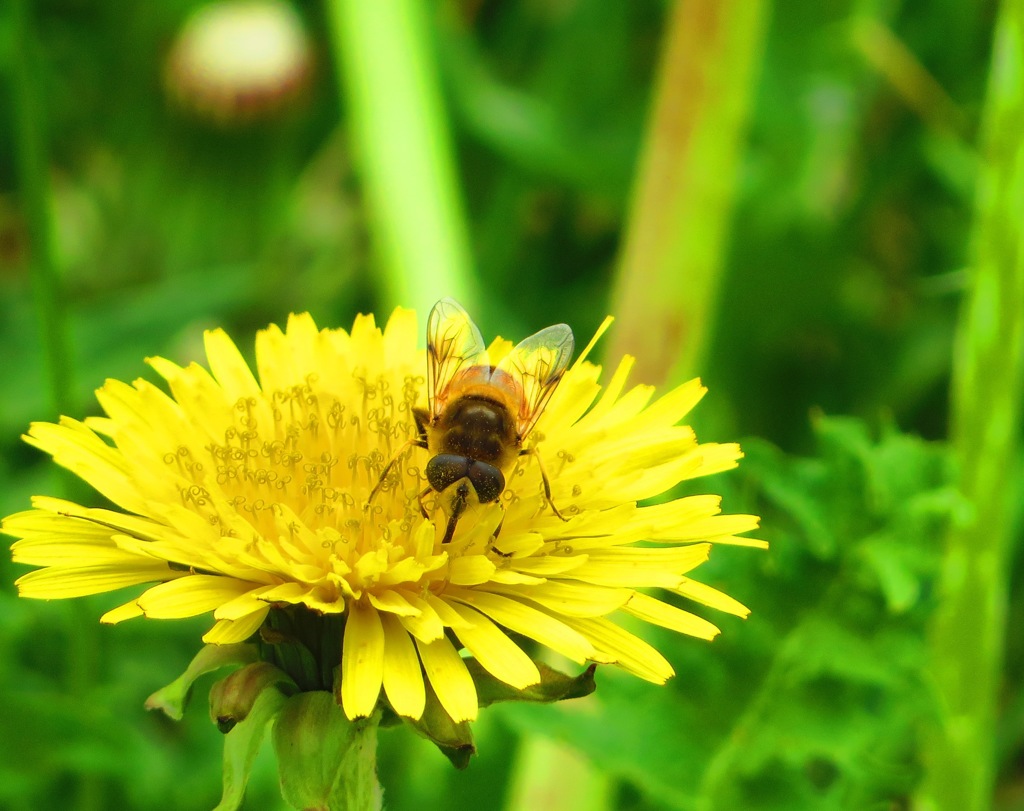 タンポポとハナアブ