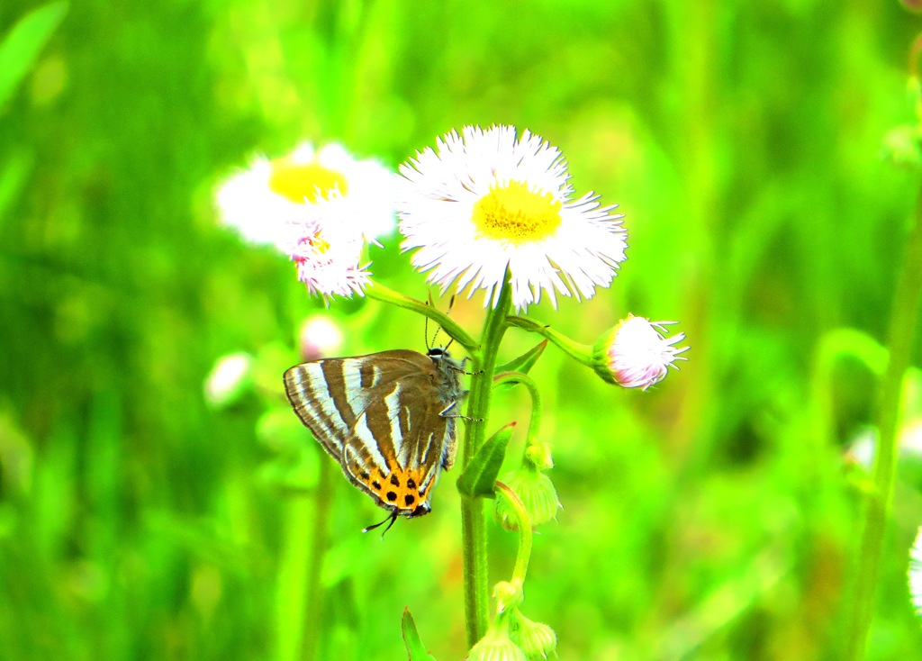 輝く新緑の中で