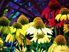 夏色の花　２