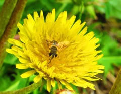タンポポとハナアブ２