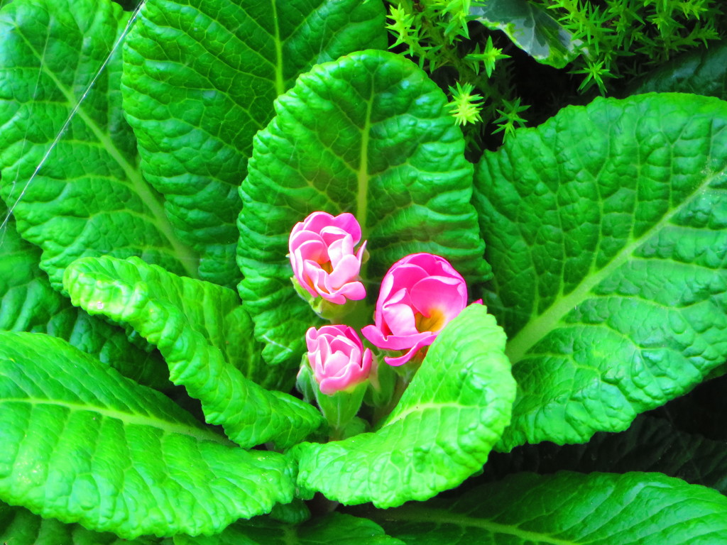 お散歩の途中で見つけた花