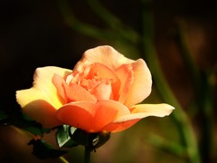 秋色　薔薇