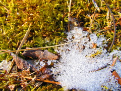 雪解け（緑）
