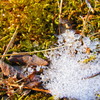 雪解け（緑）