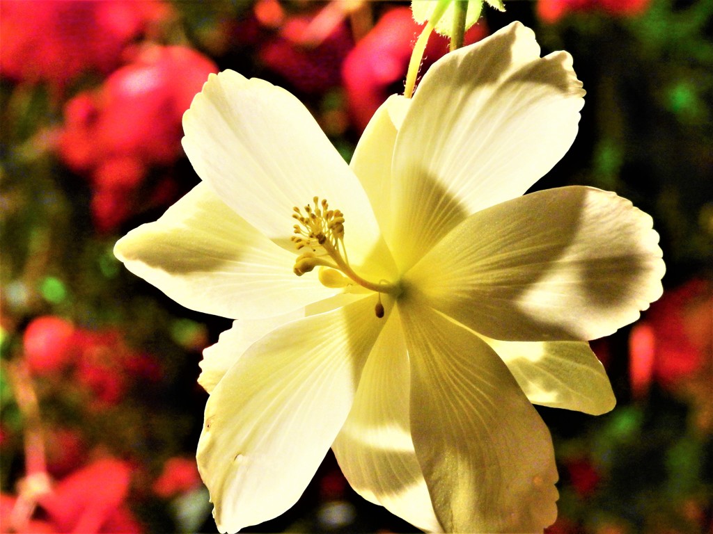 白く輝く花