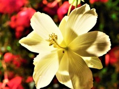 白く輝く花