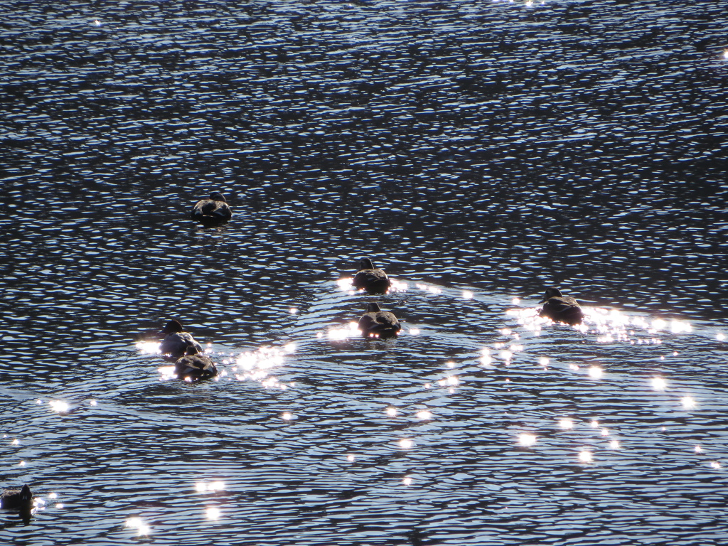 冬の風景（水辺２）