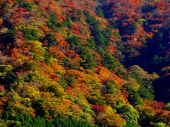 山一面に紅葉