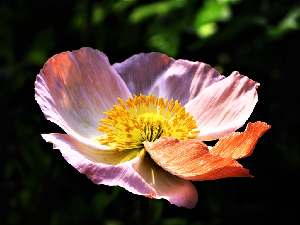 真冬に観た花　艶桃