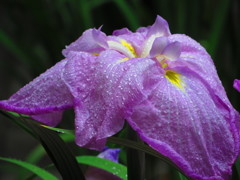 花菖蒲　８