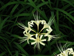 曼殊沙華２