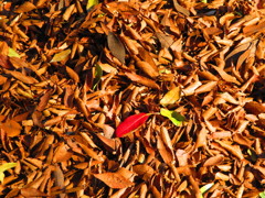 紅葉３