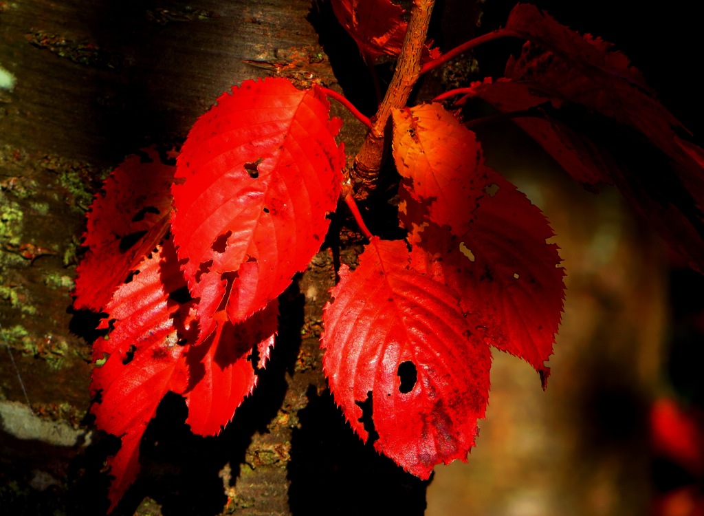 紅葉５