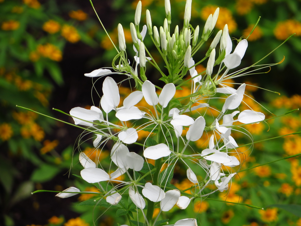 白い花、黄色い花