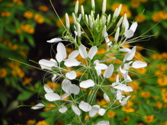 白い花、黄色い花