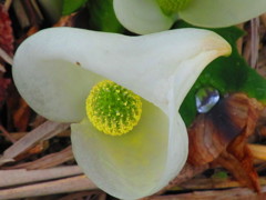 水芭蕉２