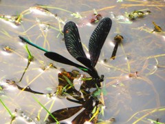 はぐろとんぼ　羽ばたき