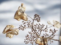 冬の紫陽花２