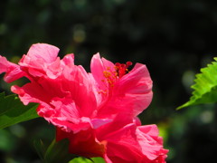 南の島の花は火傷します　４