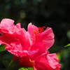 南の島の花は火傷します　４