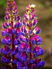 なんとなく華やかで