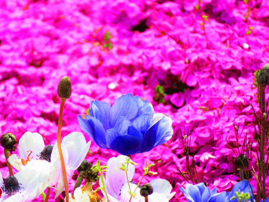 アネモネ　花園