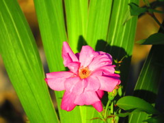 沖縄で見た赤い花８