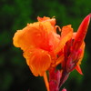 南の島の花４