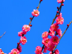 紅梅