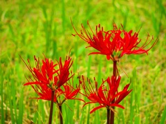秋の花３