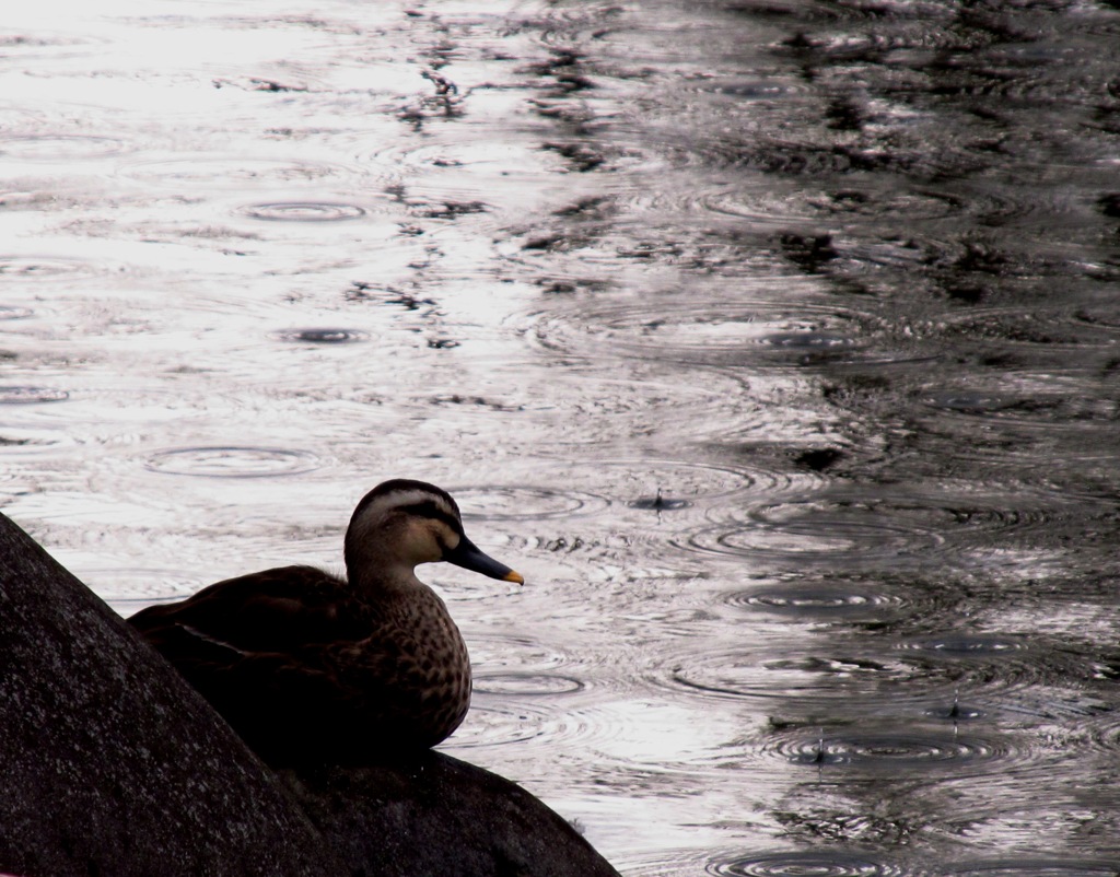 ２０１４年４月に見た風景（雨宿り）